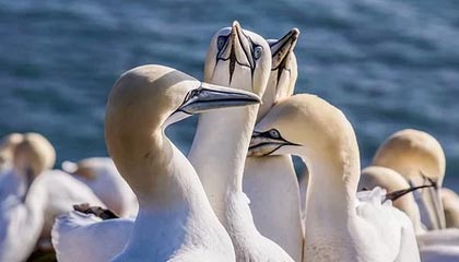 通许伴游，定制QQ：3494206190微信：act1322